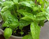 極み納豆バジルトースト!(ノ´∀`*)作り方1写真