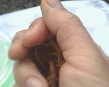 麦甘酒ドレでヘルシーオニオンサラダ作り方4写真