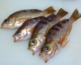 簡単！小魚の干物作り方1写真
