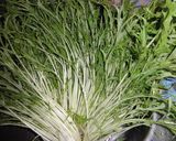 タップリ水菜の餃子作り方1写真