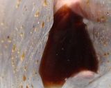 簡単！煮豚炒飯作り方3写真