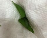 バジルソース（少量）作り方1写真