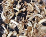 簡単！きのこソース ハンバーグ作り方7写真