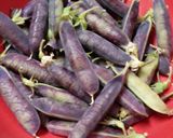 ツタンカーメン豆御飯*レシピ作り方1写真