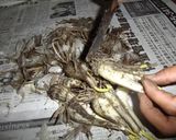 らっきょうの塩、酢漬け作り方1写真