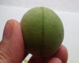 おかあ君の青梅の砂糖漬けーその1−作り方4写真