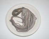 簡単☆食品乾燥機でタコの一夜干し&スルメ作り方2写真