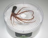簡単炊飯器☆グルメ☆タコのスルメでピラフ作り方1写真