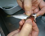 簡単&サッパリ! アジの南蛮漬け作り方5写真