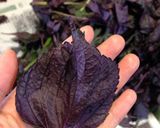 カリカリ♪小梅のシソ漬け作り方5写真
