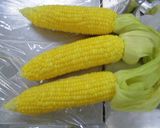 トウモロコシ☆美味しく食べよう作り方8写真