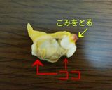 潮干狩り！シオフキ貝の砂出し作り方8写真