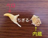 潮干狩り！シオフキ貝の砂出し作り方10写真