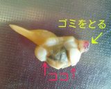 潮干狩り!バカ貝の砂出し作り方5写真