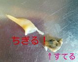 潮干狩り!バカ貝の砂出し作り方7写真