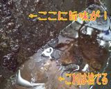 お麩でふんわり！ベーコン巻きハンバーグ作り方9写真
