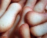 ラング•ド•シャ作り方6写真