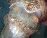 ハリイカのうま煮作り方1写真