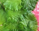 ♡鶏ササミの梅しそロール巻き♡作り方3写真
