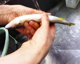 鮎の甘露煮風<やよい会>作り方2写真