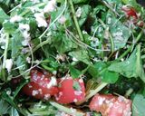キヌアサラダ　Erika's Salad作り方4写真