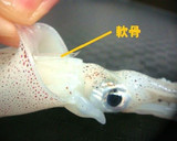 ヒイカの下処理作り方1写真