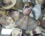 潮干狩り\(^o^)/蛤の酒蒸し作り方1写真