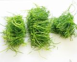 手を汚さずにおかひじきともやしのおひたし作り方1写真