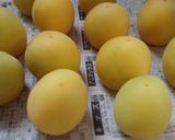 簡単美味の完熟梅酒☆まろやかﾌﾙｰﾃｨ！作り方2写真