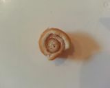パン耳でカタツムリ♪キャラ弁♪お惣菜パン作り方4写真