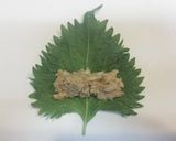 鶏ささみ味噌のしそ巻き作り方3写真