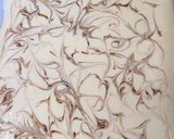 紅茶チョコクリームのロールケーキ♡作り方10写真