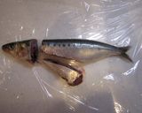 ひらいたイワシでお魚餃子作り方2写真