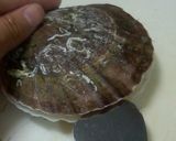 ホタテの下処理～お刺身にしよう～作り方1写真