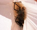 テナガエビチリ作り方1写真