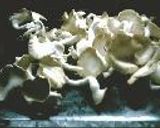 ひら茸と牛肉の牡蠣油炒め作り方6写真