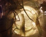 テナガエビとトマトのパスタ作り方1写真