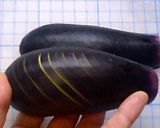 なすの簡単煮作り方1写真
