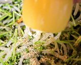 簡単にあと一品☆もやしと豆苗のナムル作り方6写真