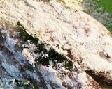 あっさり☆丸アジの紫蘇フライ作り方3写真
