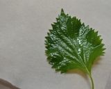 緑色の綺麗なシソふりかけの作り方作り方1写真