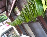 びわの葉茶作り方3写真