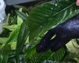びわの葉茶作り方2写真
