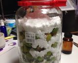 長期発酵・半熟梅で作る梅酵素作り方4写真
