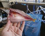 【動画で楽しく】冷や汁【宮崎名物】作り方3写真
