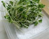 貝割れの保存とトマトでちょいサラダ作り方1写真