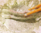 ちくわの磯辺揚げ☆簡単美味しい★作り方3写真