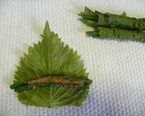 しそ巻きいんげん作り方1写真