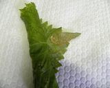 しそ巻きいんげん作り方2写真