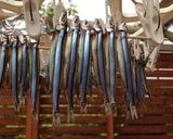 きびなごの一夜干し作り方5写真
